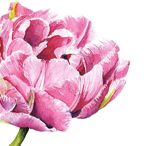 PPD Pink Parrot Tulip Napkin 33x33